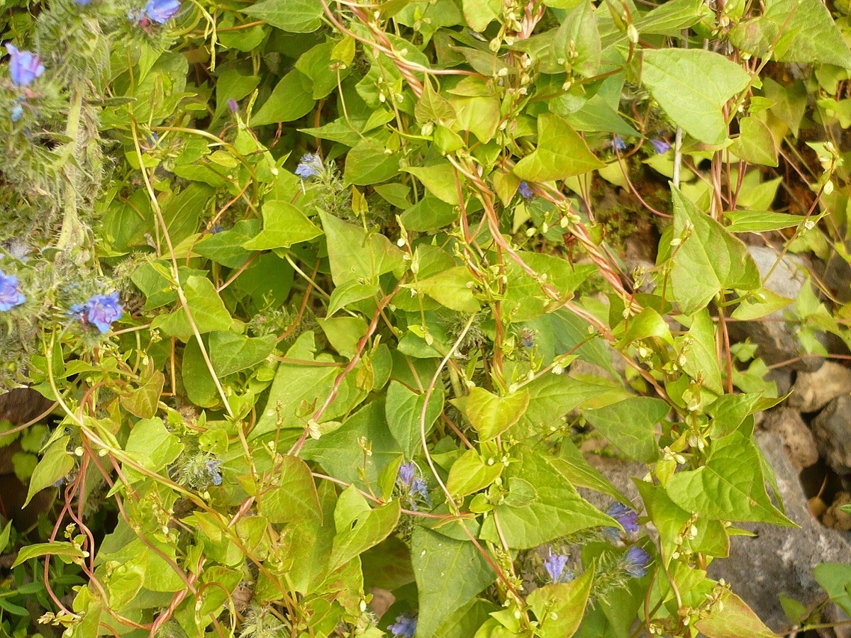 Fallopia dumetorum (Polygonaceae)